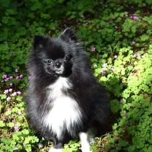 Meet your Posher, Sherry